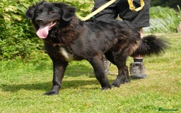 Mixed Breed dogs for adoption: Beautiful Kyra is looking for a home! - Image 5