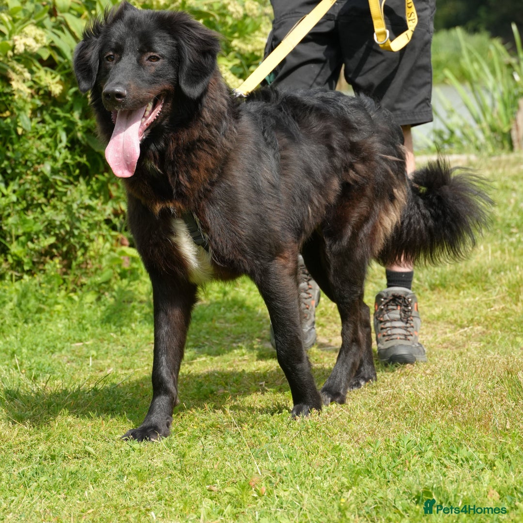Mixed Breed dogs for adoption: Beautiful Kyra is looking for a home! - Image 5