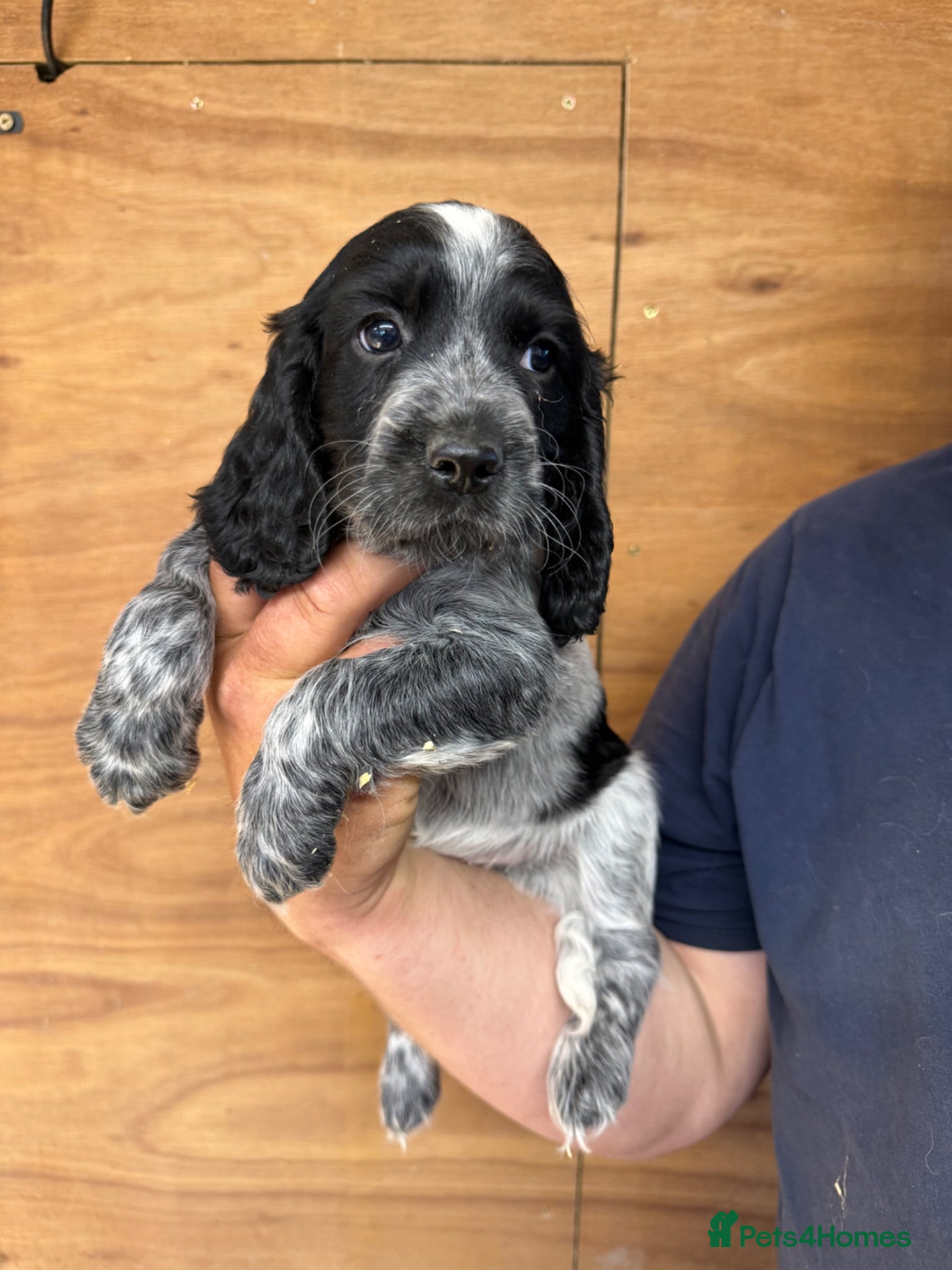 Cocker Spaniel Puppy 3