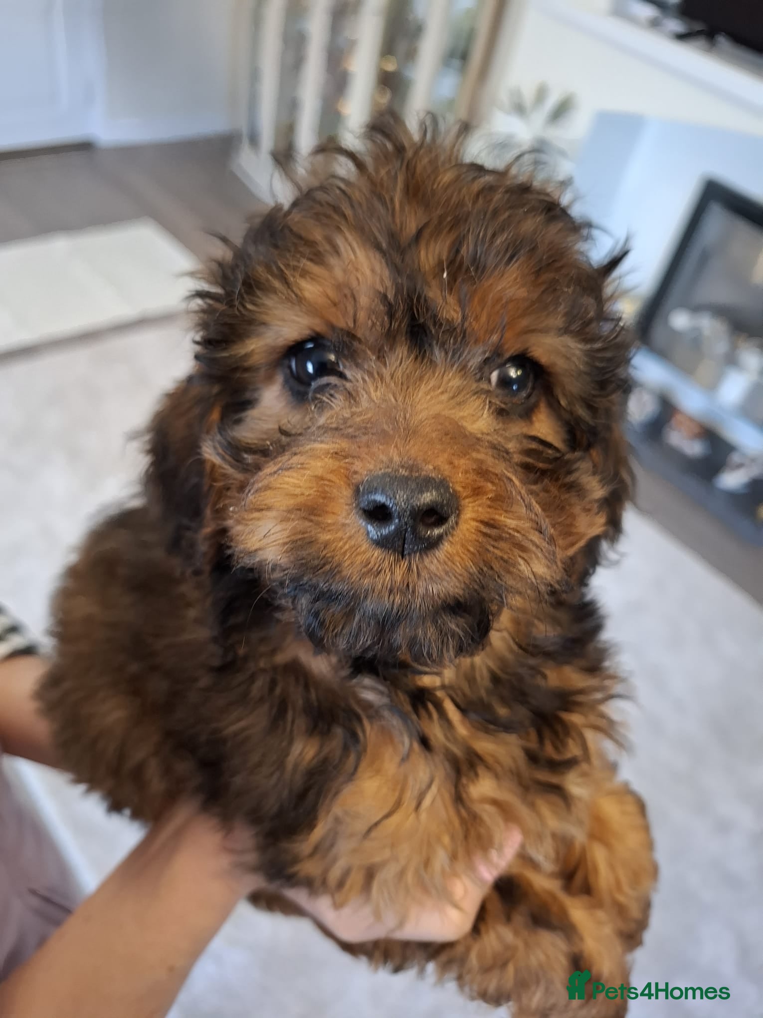 Cockapoo dogs Cockapoo F1 last fox red boy/ sable girl !!!. - Advert 2