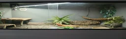 Bearded Dragon reptiles for sale: Female bearded dragon and setup - Advert 3
