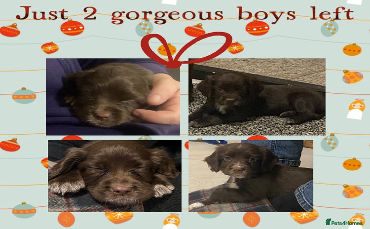 Cocker Spaniel dogs Cocker spaniel pups  - Advert 14