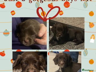 Cocker Spaniel dogs Cocker spaniel pups - Advert 4