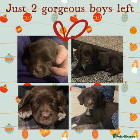 Cocker Spaniel dogs Cocker spaniel pups - Advert 14