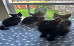 Mixed Breed cats for sale: 4 x Beautiful Adorable Kittens *Ready Now* - Image 3
