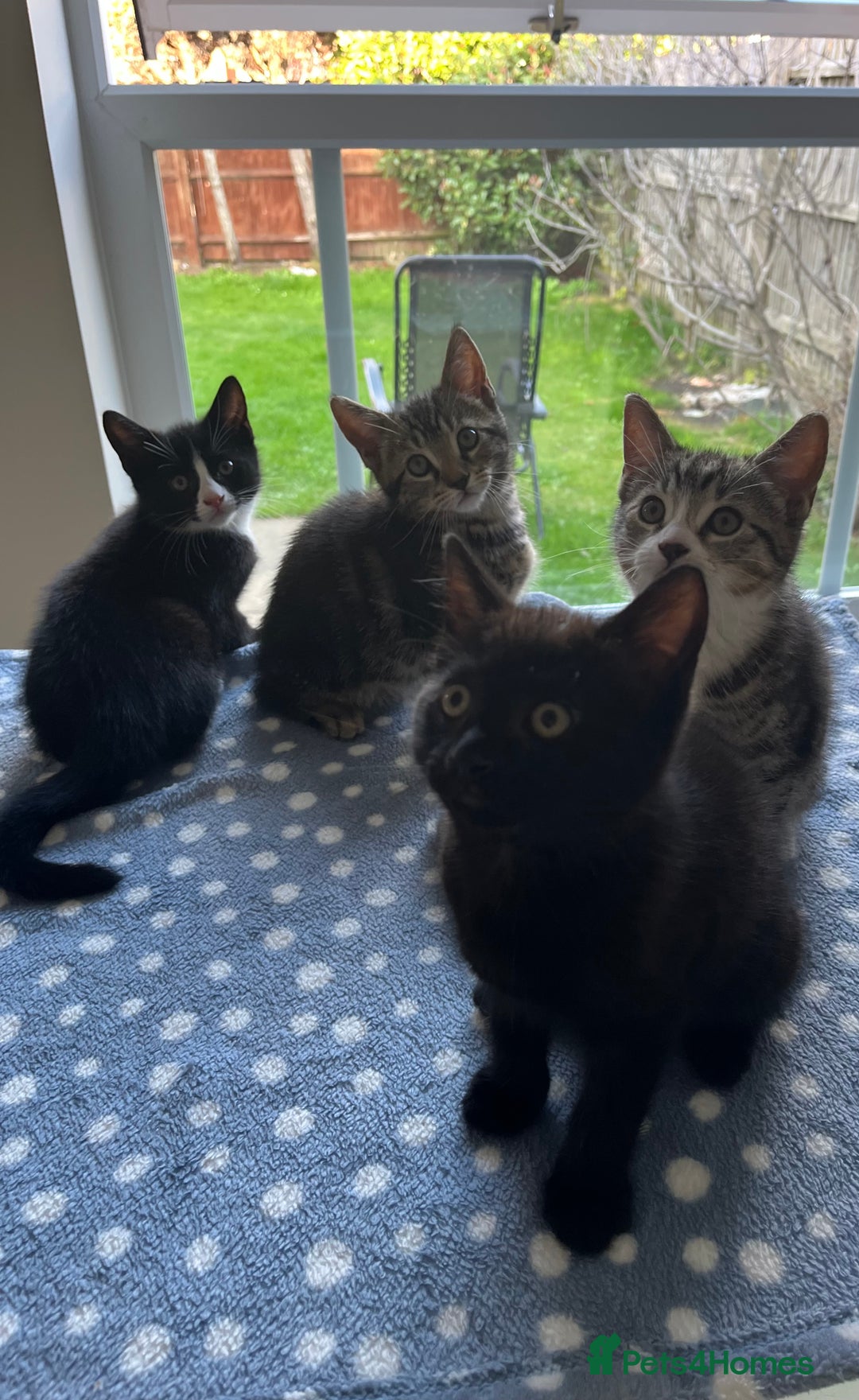 Mixed Breed cats for sale: 4 x Beautiful Adorable Kittens *Ready Now* - Image 3