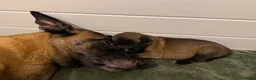 Belgian Shepherd Dog dogs for sale: KC Belgian Malinois pups *2 MALES AVAILABLE* - Advert 16