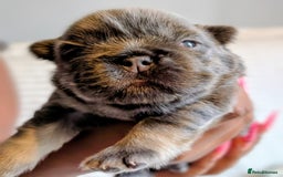 French Bulldog dogs for sale: Frenchie puppies  - Image 2