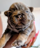 French Bulldog dogs - Advert 5