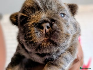 French Bulldog dogs - Advert 12
