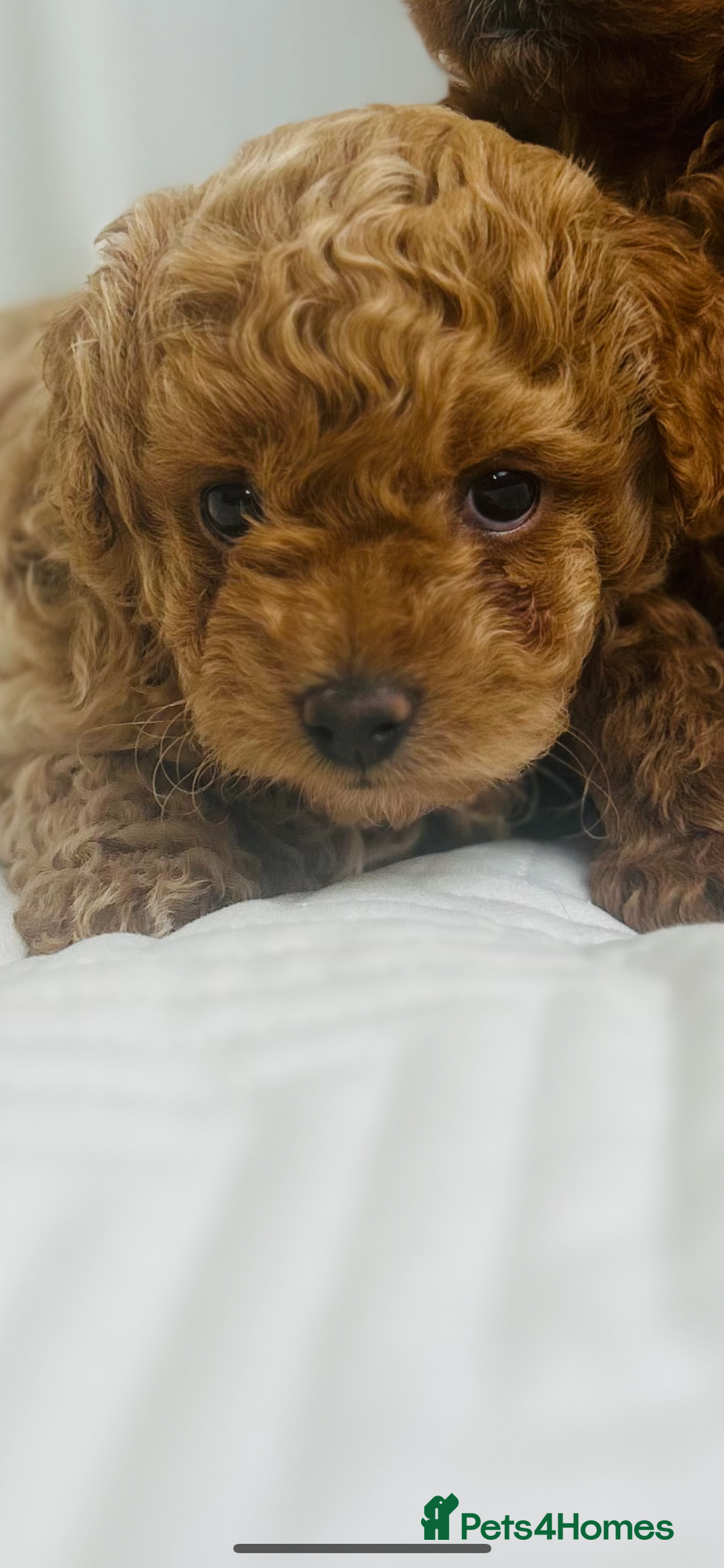 Maltipoo dogs for sale: OUTSTANDING F1b Tiny Asian Maltipoo Puppies - Image 8