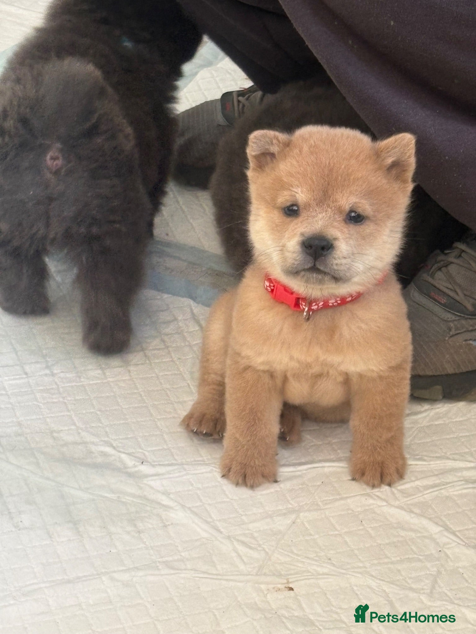 Chow Chow dogs Chow chow puppies 🩷🩷🩷💙🩷🩷🩷 - Advert 8