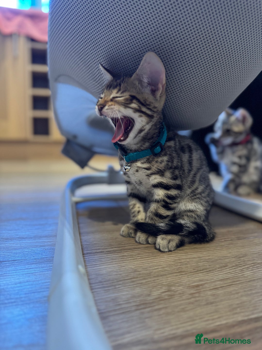 Bengal cats for sale: Ava’s Finest Pure Bengals, THREE Kittens Left. . . in Northampton - Image 14