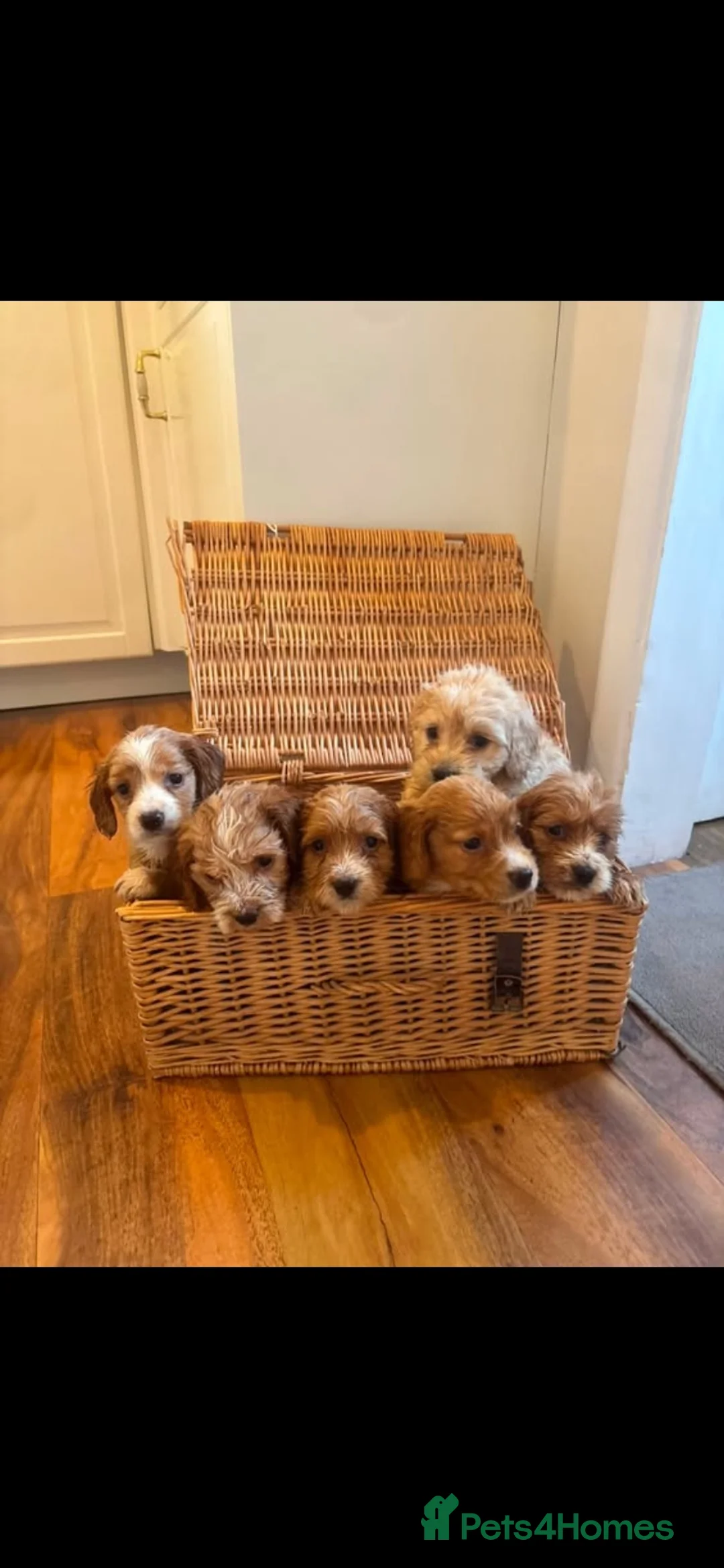 Mixed Breed dogs for sale:  Gold Cockapoo puppies  - Advert 5