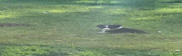 Border Collie dogs for sale: Border Collie Puppies from Working Stock in Carnforth - Advert 8