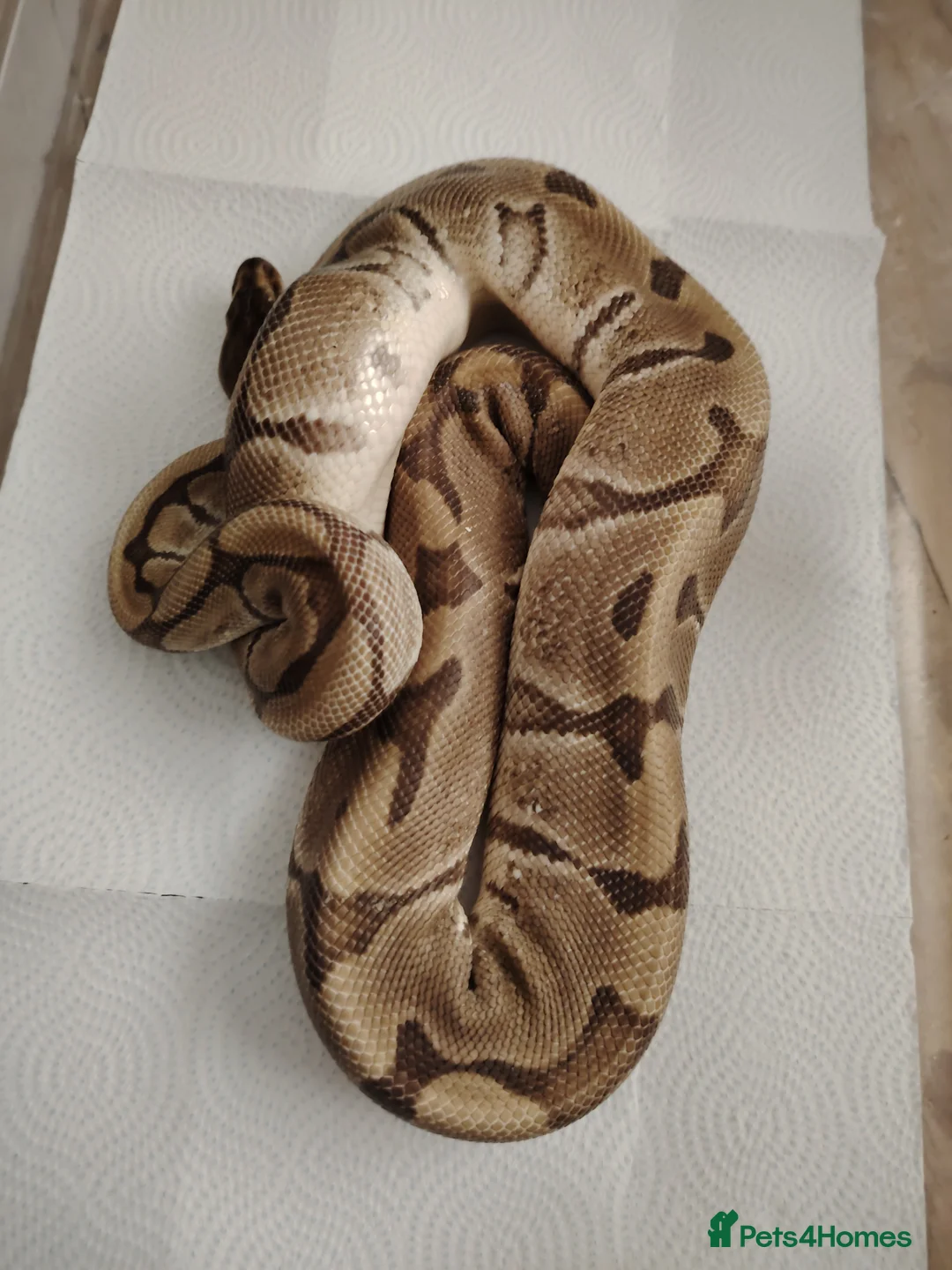 Python Snake reptiles for sale: Beautiful collection of pythons for sale  - Advert 5