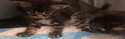 Maine Coon cats for sale: TICA registered large Maine Coon kittens in Newport - Advert 19