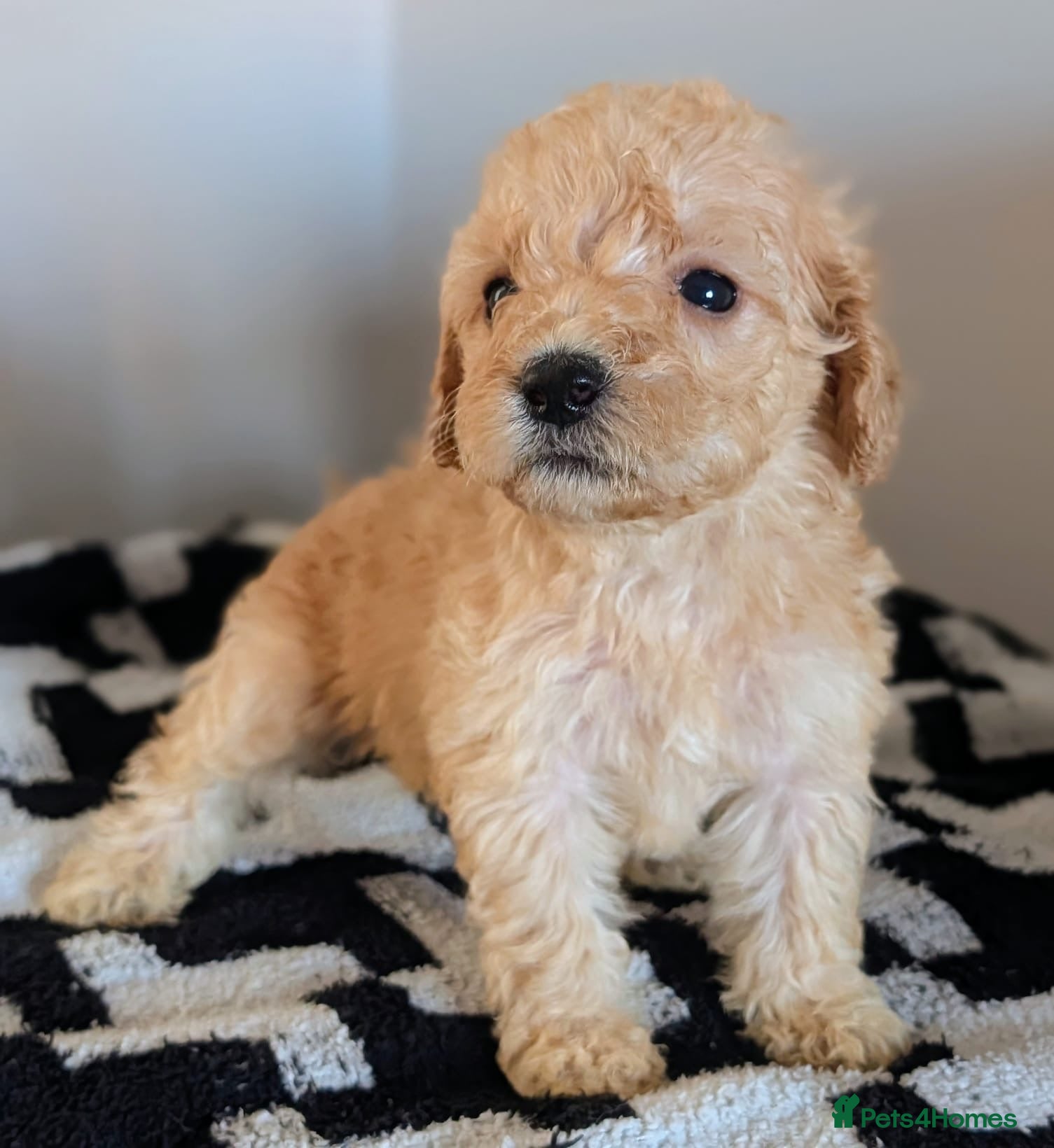 Cavapoochon dogs PRA Clear genetically DNA Tested Cavapoochons - Advert 2