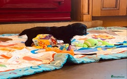 Cavapoo dogs for sale: F1 boys, licensed breeder, health tested parents - Image 1