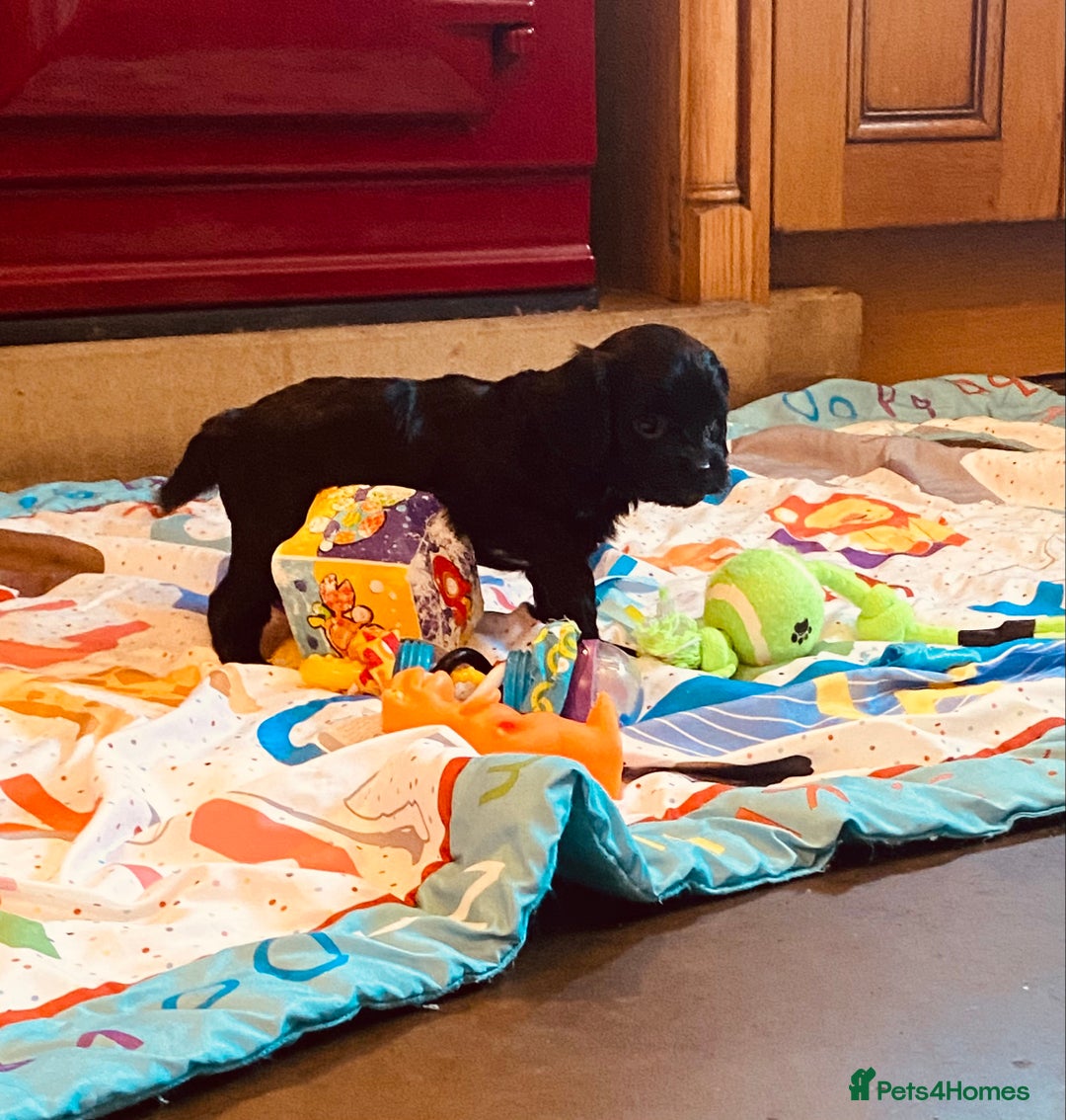 Cavapoo dogs for sale: F1 boys, licensed breeder, health tested parents - Image 1