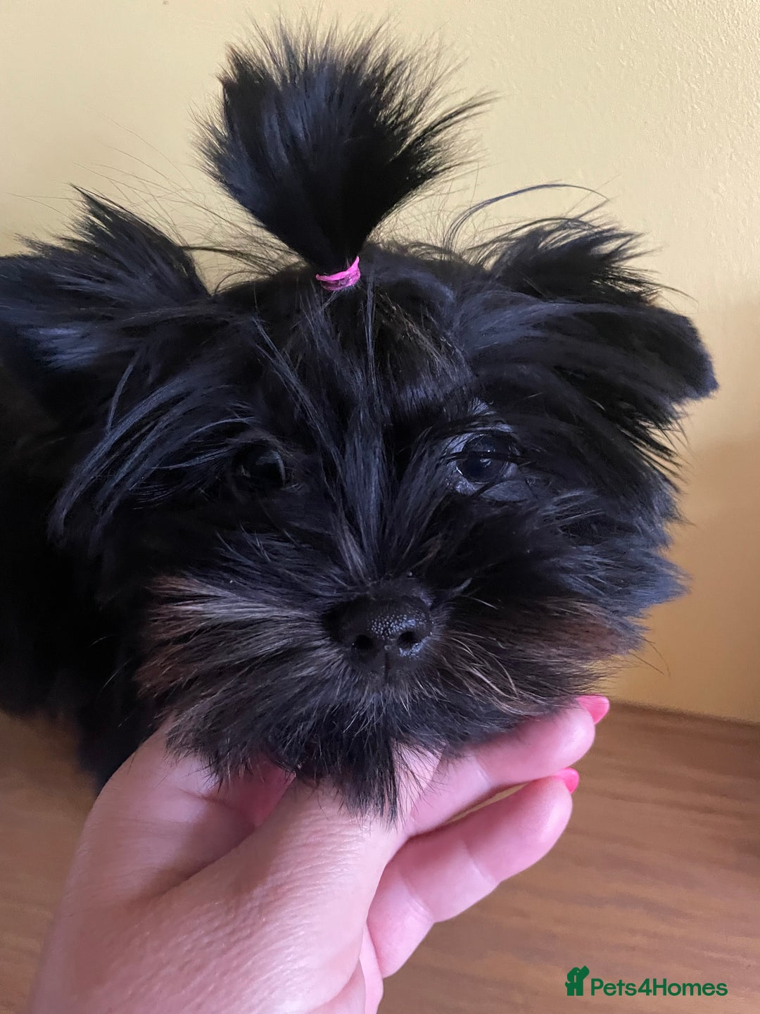 Yorkshire Terrier dogs for sale: 🥰🥰Yorkshire Terrier black tan🐶🐶 - Image 7
