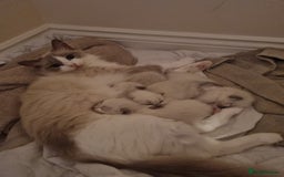 Ragdoll cats for sale: Three beautiful blue ragdoll kittens  - Image 32