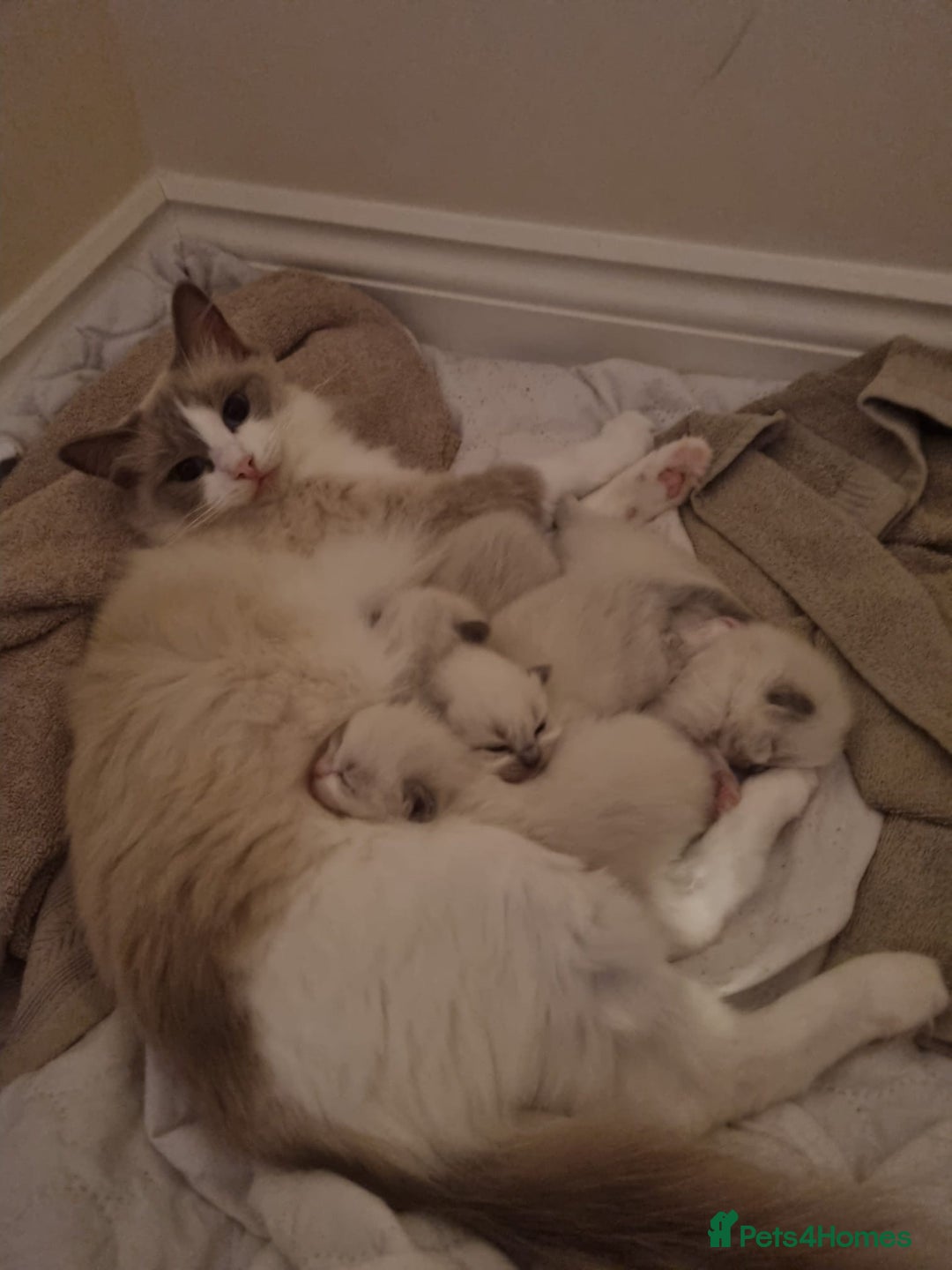 Ragdoll cats for sale: Three beautiful blue ragdoll kittens  - Image 32