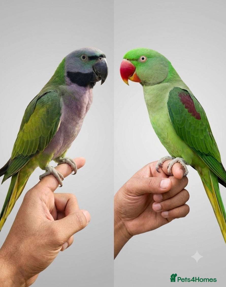 Parrots birds Beautiful hand tamed parrots for sale  - Advert 1