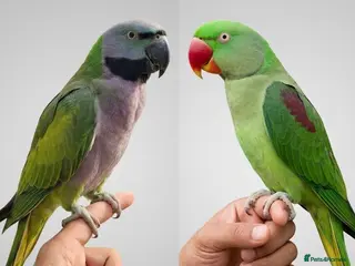 Parrots birds Beautiful hand tamed parrots for sale - Advert 1