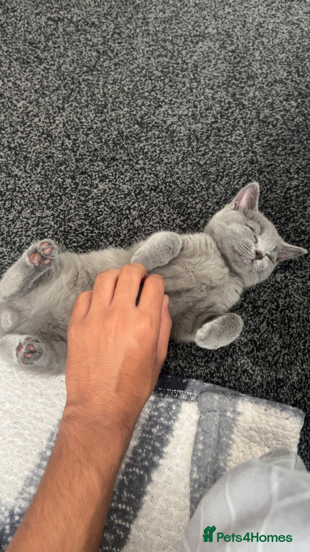 British Shorthair cats for sale: Pedigree male British shorthair  - Image 6