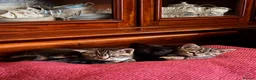 Bengal cats for sale: Half Bengal kittens - Advert 3