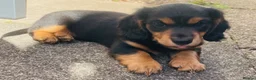 Miniature Dachshund dogs for sale: Black&Tan Puppies Looking for Their Forever Homes! - Advert 6