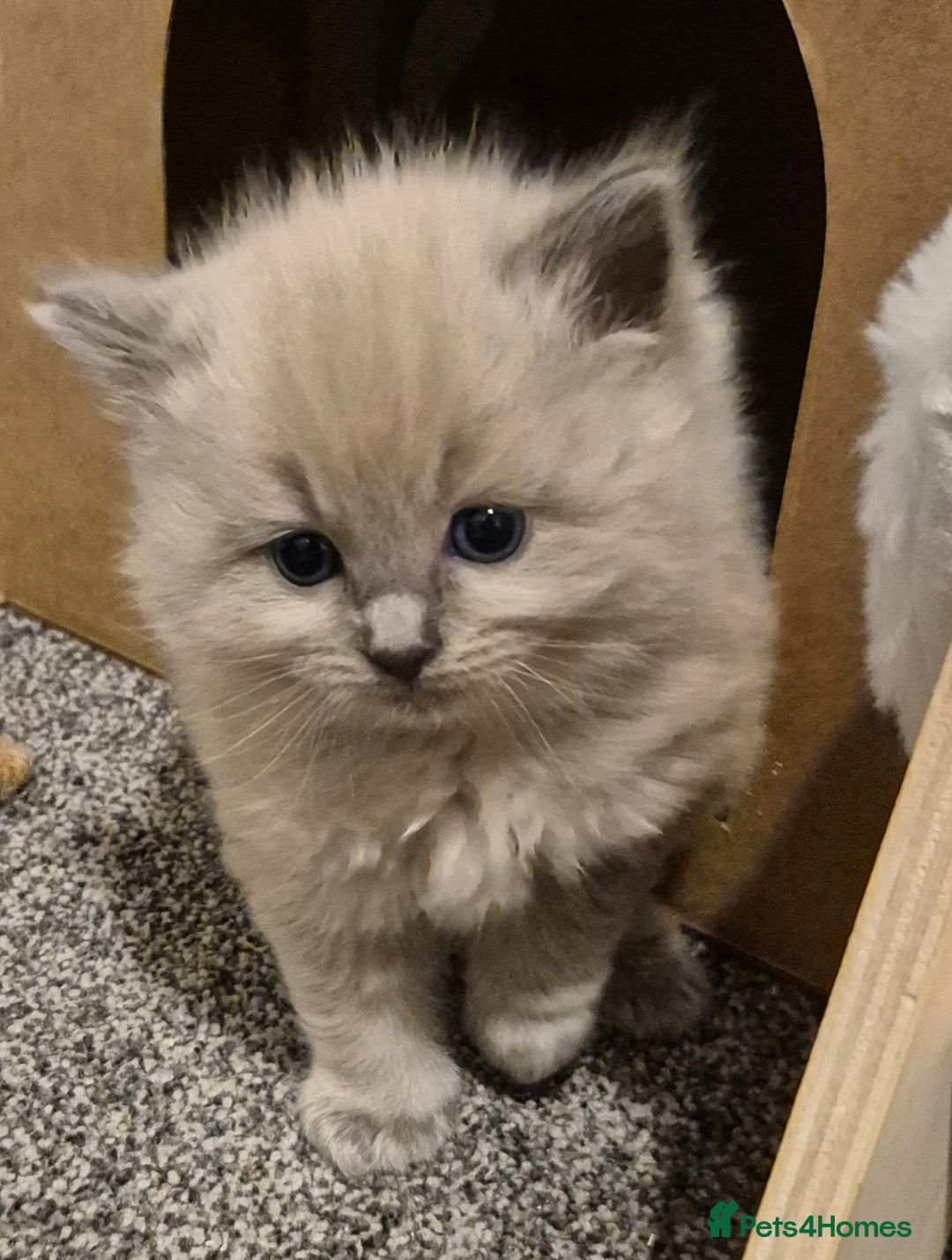 Ragdoll cats for sale: Beautiful ragdoll kittens  - Image 19