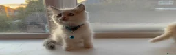 Ragdoll cats for sale: Adorable Blue-Eyed Ragdoll Kittens - Advert 26