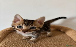 Bengal cats for sale: Snow and Brown boy TICA bengal kittens  - Image 21