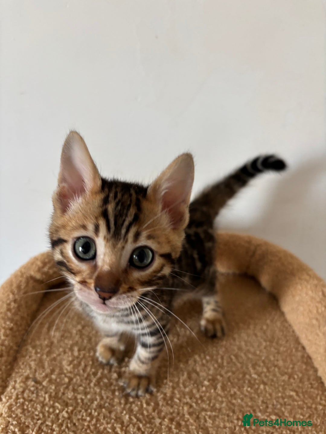 Bengal cats for sale: Snow and Brown boy TICA bengal kittens  - Image 21