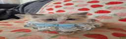 Ragdoll cats for sale: ✨ Stunning Ragdoll Kittens-Blue/Bi-Colour ✨ - Advert 3