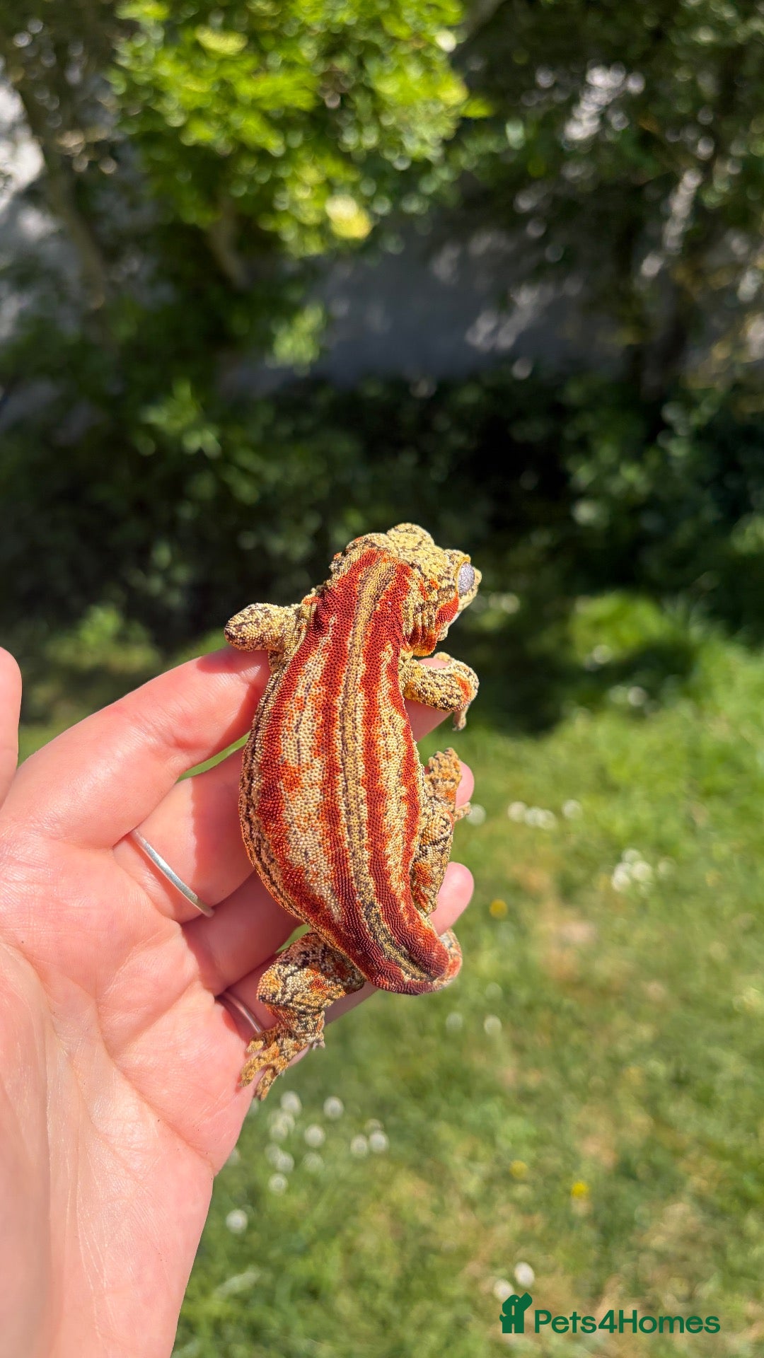 Gecko reptiles Proven Female red stripe gargoyle - Advert 2