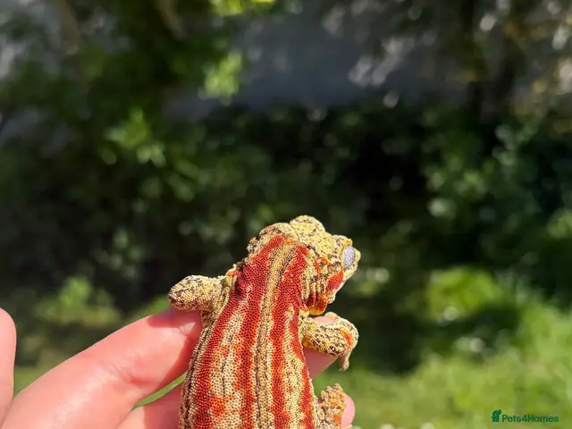 Gecko reptiles for sale: Proven Female red stripe gargoyle - Advert 2