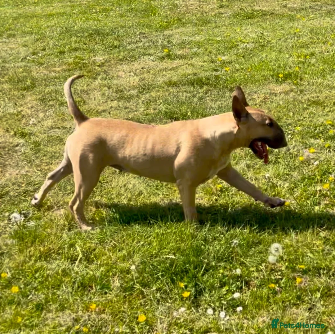 English Bull Terrier dogs for sale: 🐶 Waiting List Open – Due 3rd August 🐶 - Advert 2
