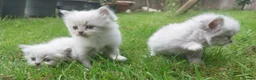 Siberian cats for sale: Exceptional TICA Pedigree Siberian kittens - Advert 5