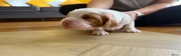 Mixed Breed dogs for sale: Beautiful Cockalier Puppies for Sale in Halifax - Advert 8