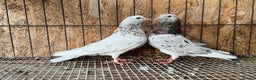 Pigeons birds for sale: BEAUTIFUL ALMOMD ROLLERS FOR SALE - Advert 3