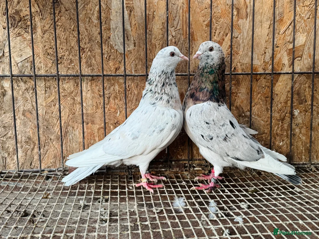 Pigeons birds for sale: BEAUTIFUL ALMOMD ROLLERS FOR SALE - Advert 3