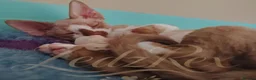 Devon Rex cats for sale: Beautiful Devon Rex Kitten - Advert 14