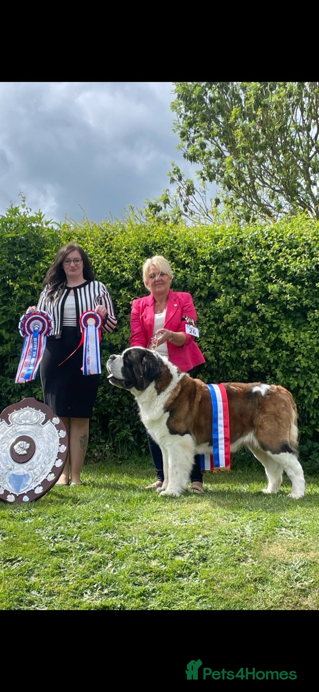 Saint Bernard dogs for sale: Saint Bernard for forever home  - Advert 2