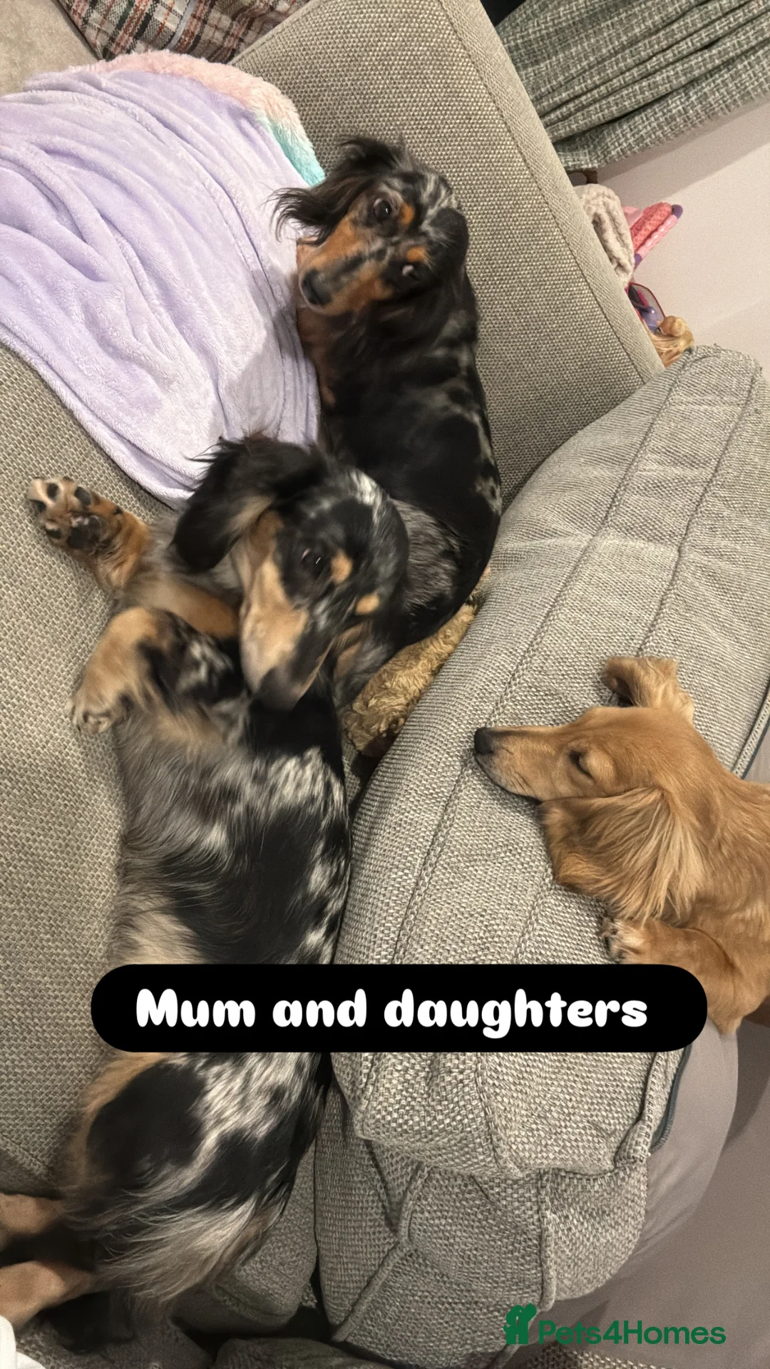Miniature Dachshund dogs for sale: 🌟🐶KC Long-Haired Miniature Dachshund Puppies🐶🌟 - Advert 10