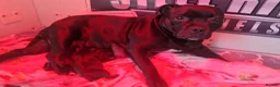 Staffordshire Bull Terrier dogs for sale: Kassius Staffordshire bull terrier pups for sale  in Middlesbrough - Advert 15