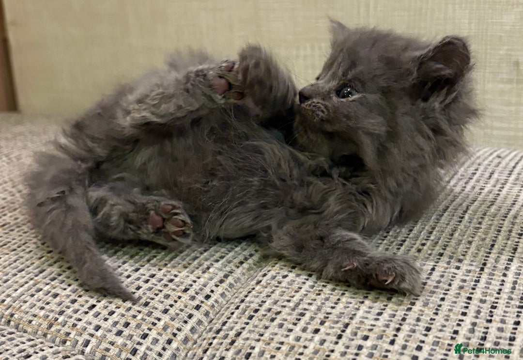 British Shorthair cats for sale: British Shorthair Kittens. - Advert 12