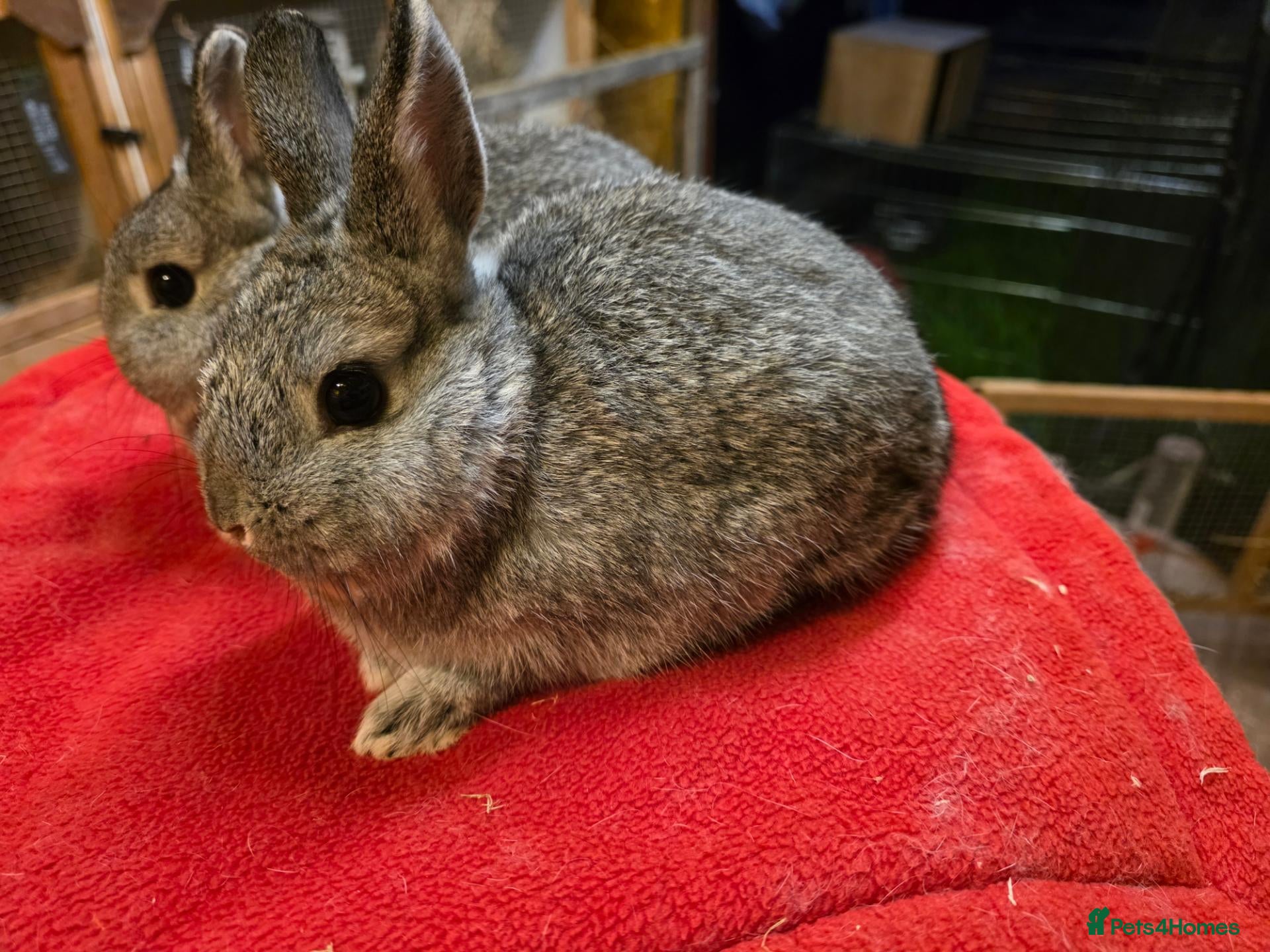 Lionhead rabbits  Netherland dwarf kits  - Advert 9
